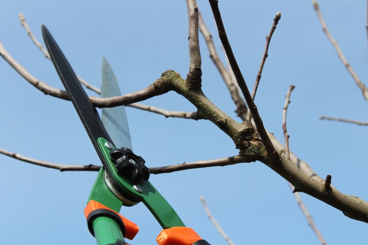 Nova zahrada - konare